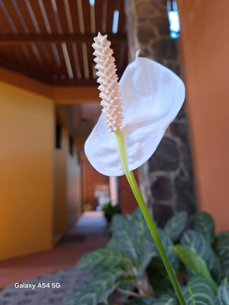 Iris Arenal Hotel La Fortuna Eksteriør billede
